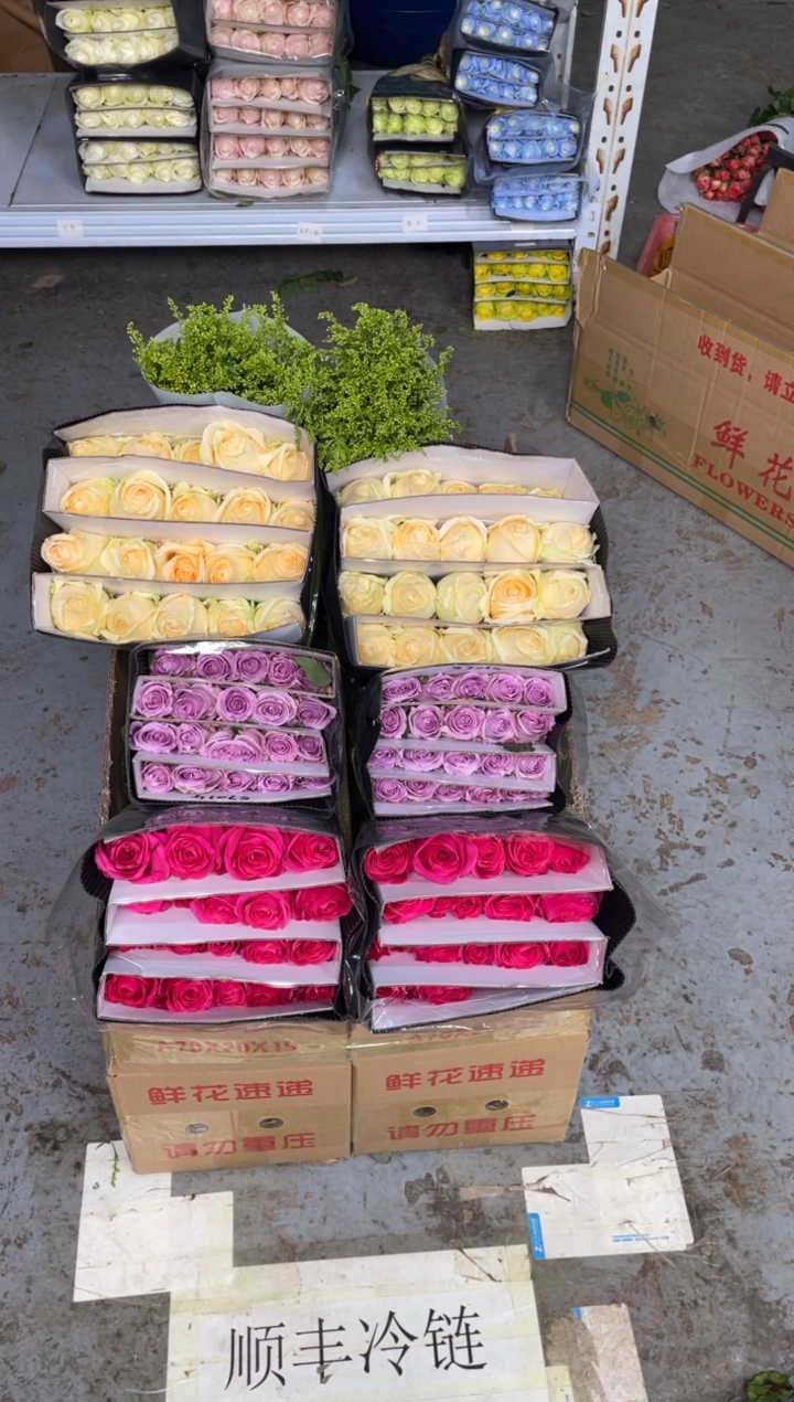 佛洛依德20枝+香槟20枝+海洋之歌20枝+黄莺