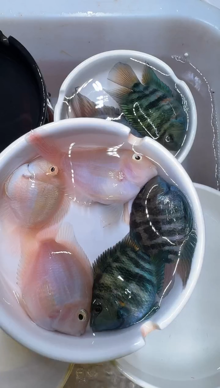 鹦鹉鱼4倍1          