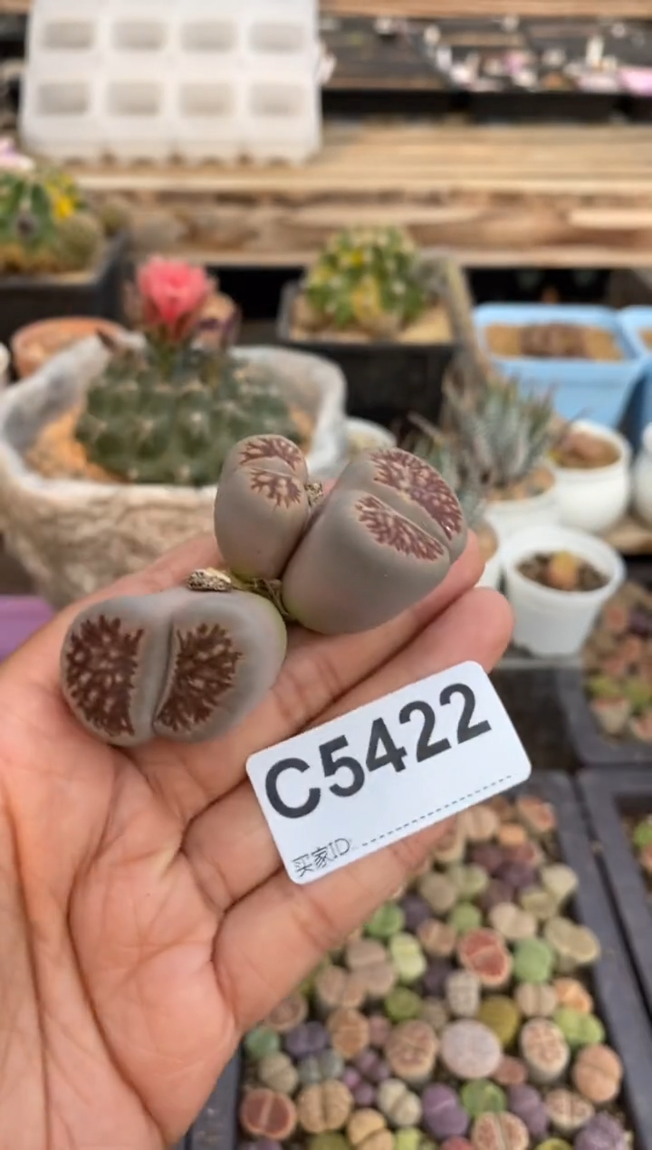 5422直播一物一拍