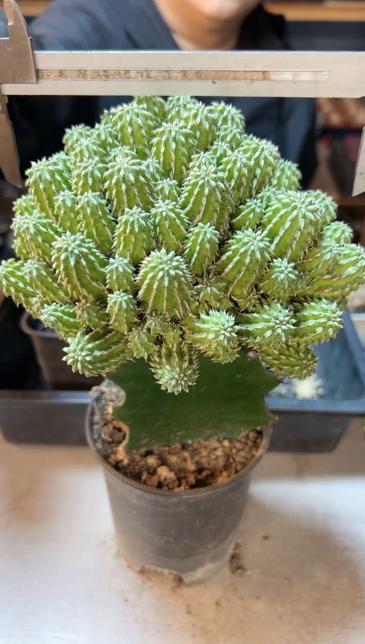 【闪购商品】晚7号丰收大戟15公分带柱