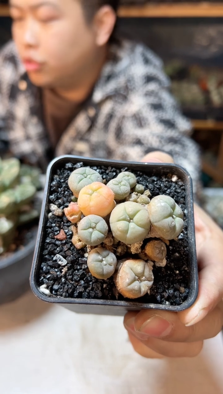 【闪购商品】31号自根子吹乌锦6公分