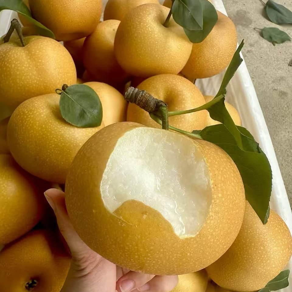 【秋月梨】2年嫁接苗高成活壮苗结果苗果园专用庭院种植枇杷树