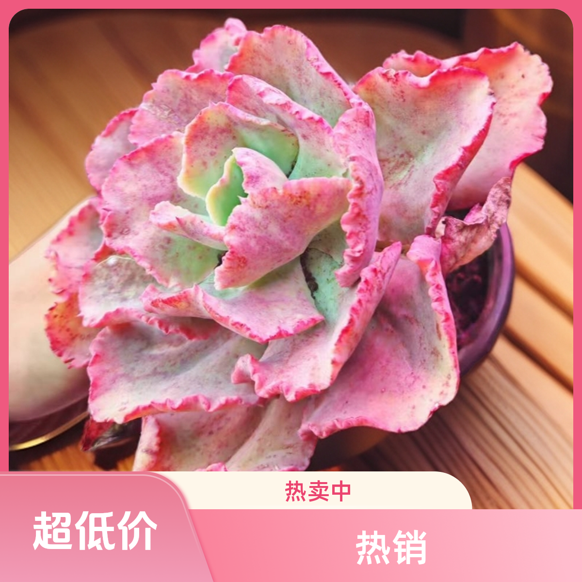 顺悠（满9.9包邮）悠舞会红裙多肉好养脱土