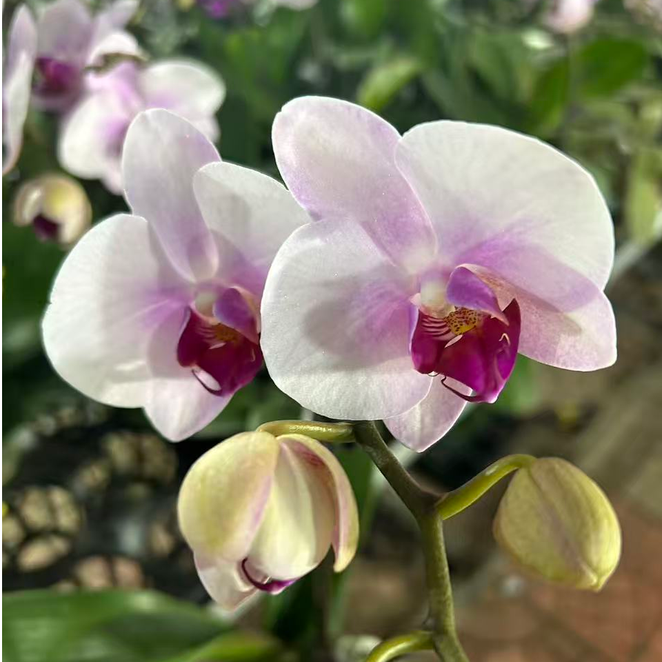 蝴蝶兰 杭州美女 带花带花苞