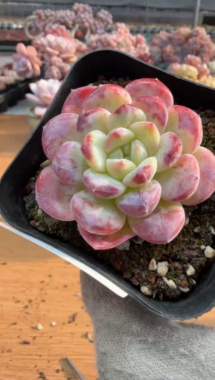 东云多肉园三店-72