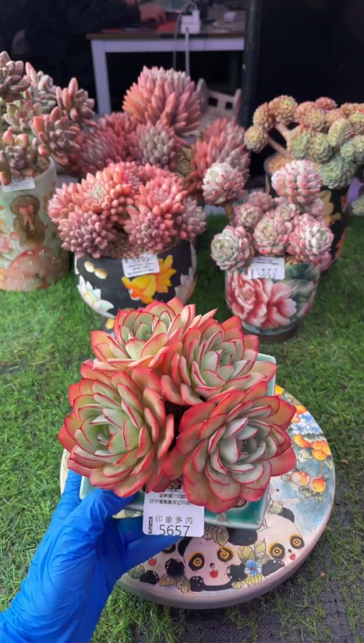 昆明印象多肉5657