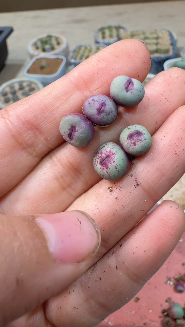 王*多肉植物肉锥23-211ady