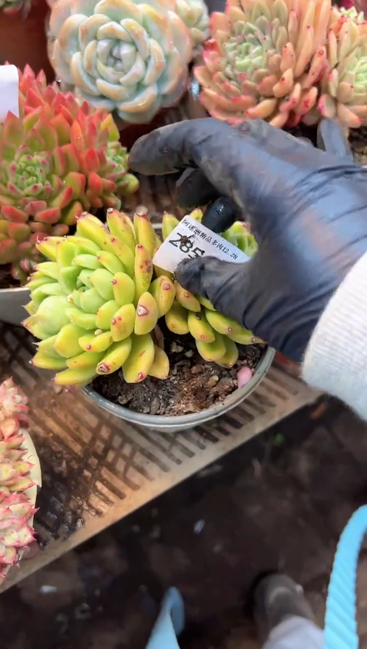 s**p多肉植物一物一拍28544