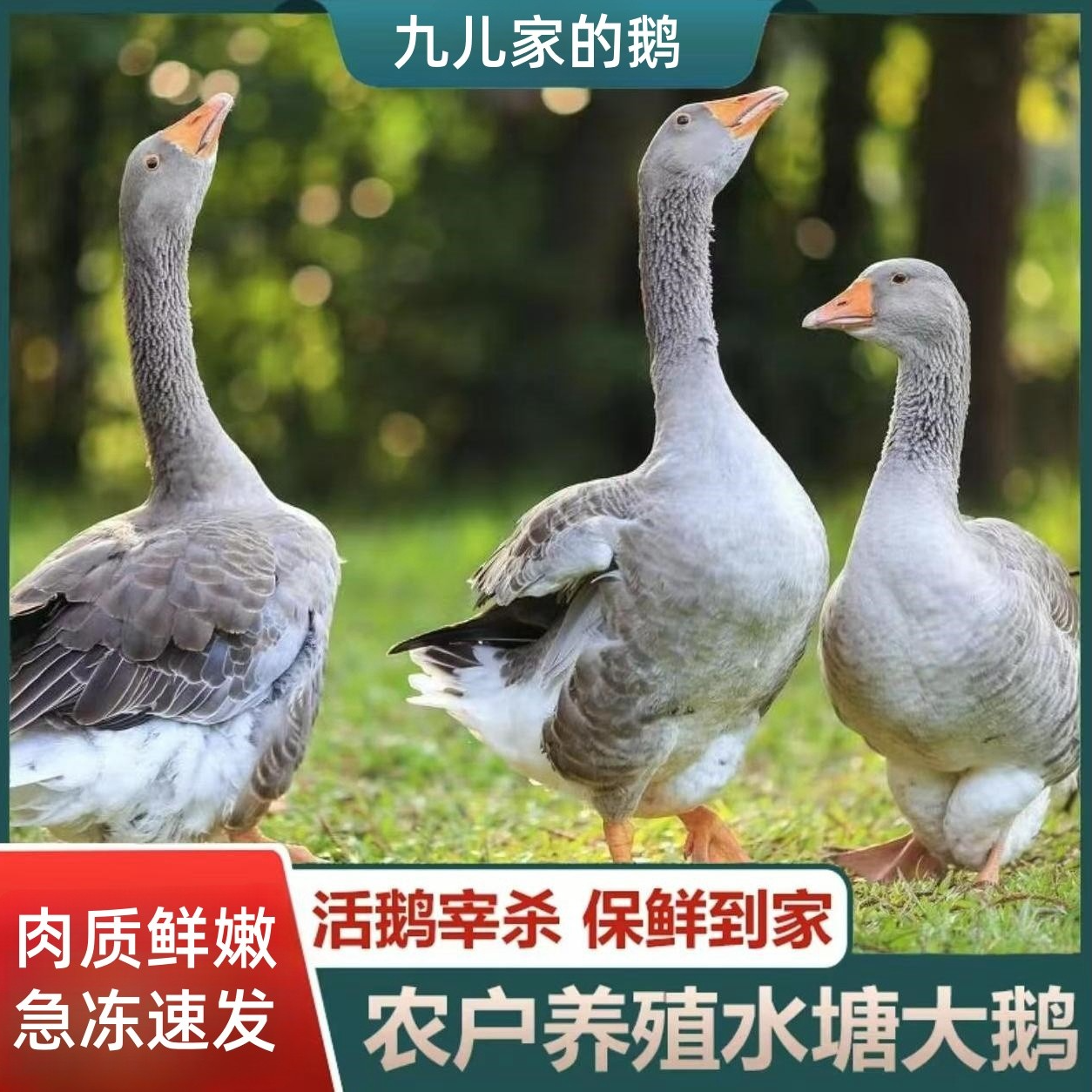 【华小妹农场】散养大鹅仔鹅现宰现发净重5斤左右含心肝