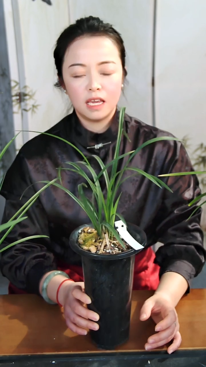 大部分开放少量花苞宋梅兰花单盆