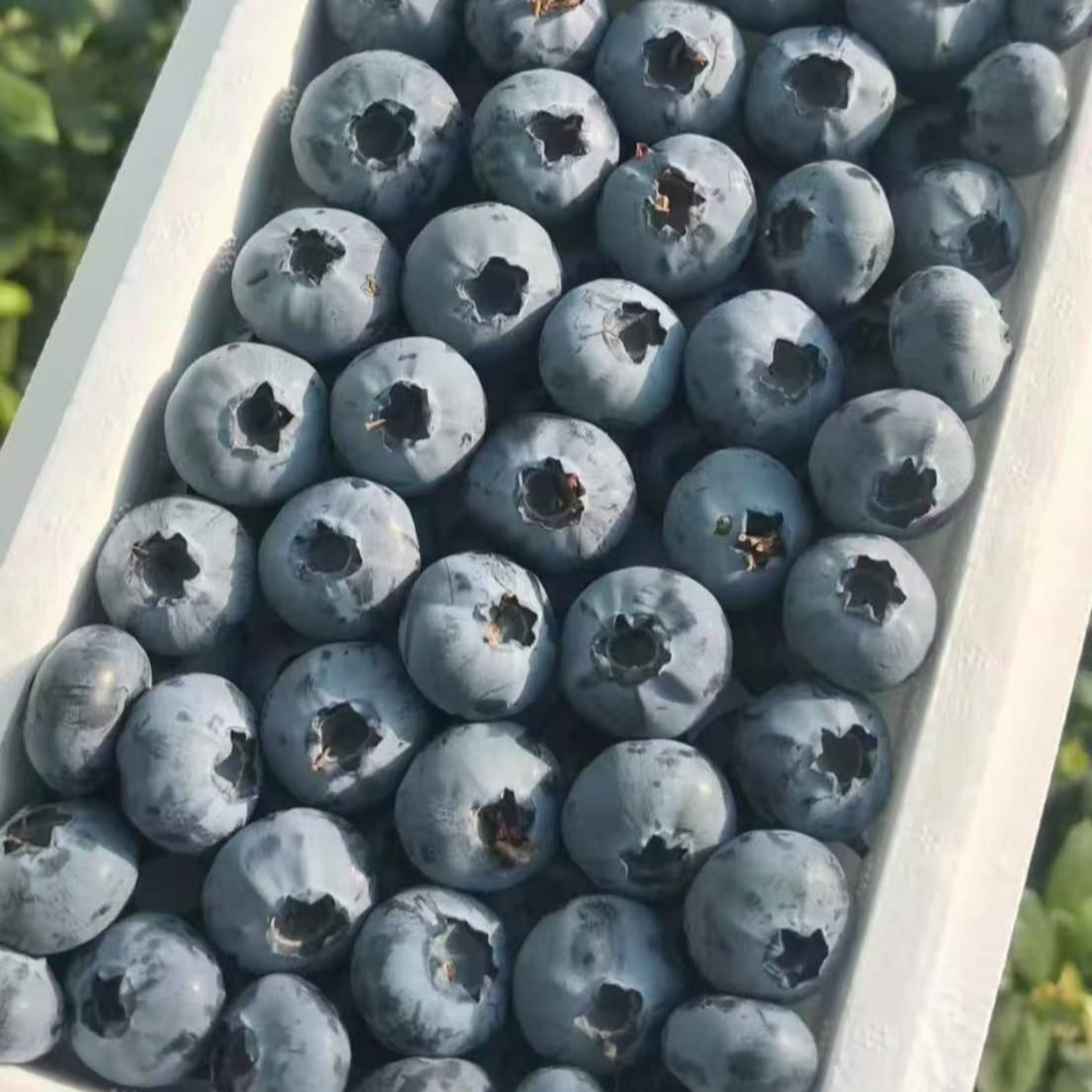 （新）纯甜好吃的云南蓝莓一盒 15-18mm（带箱450g左右/盒）