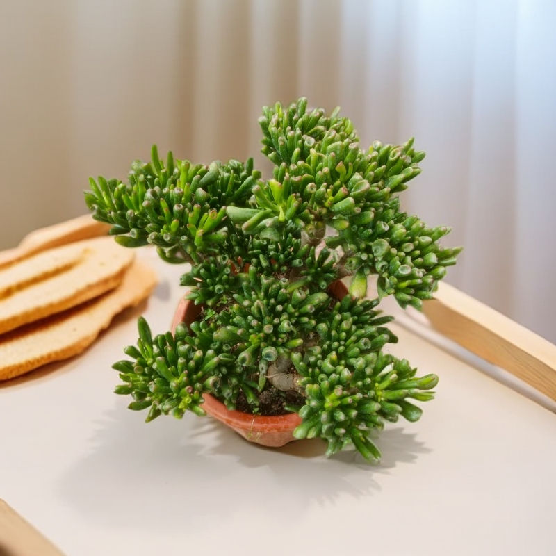 3年老桩吸财树 多肉植物 南方北方 室内桌面绿植   好养花卉