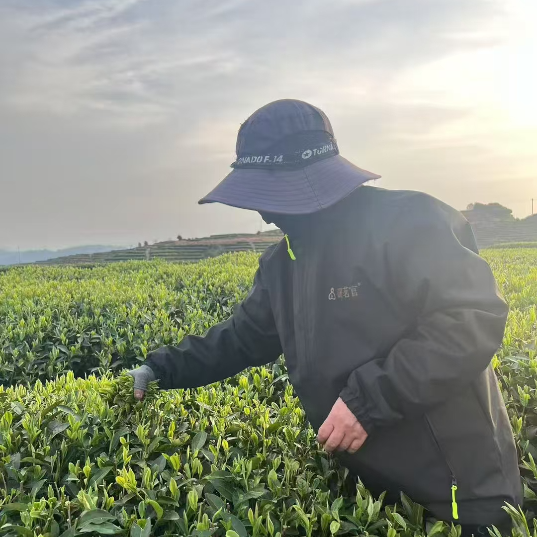 【机哥炸福利】2016年寿眉 九年寿眉老白茶 100g