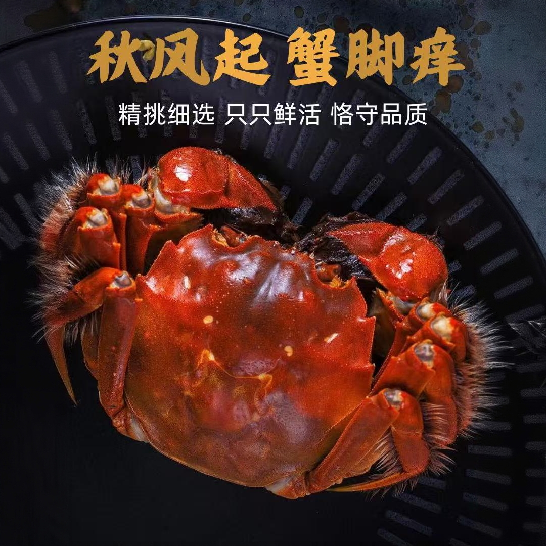 [活蟹]江苏固城湖湖念生精品大闸蟹3两全母4-6只顺丰特大号包邮