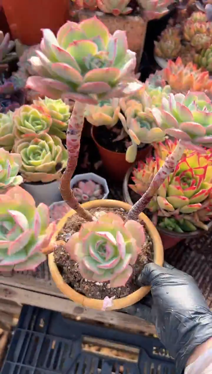 勿**心多肉植物一物一拍04225