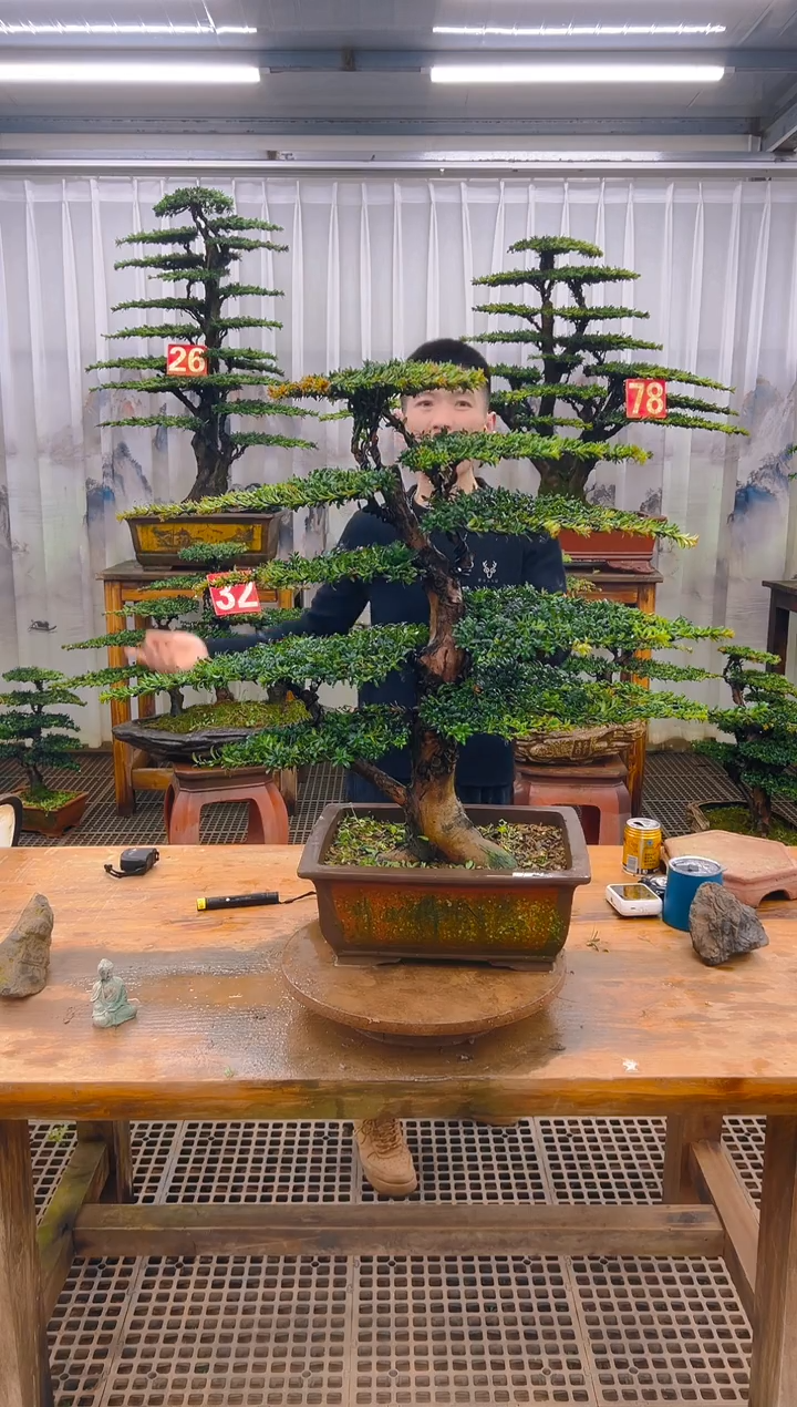 无花朵长*山精品盆景直播间一物一拍