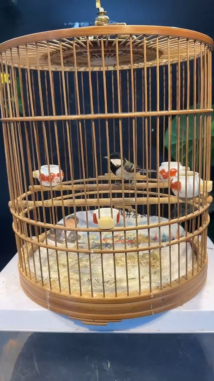 虎皮鹦鹉10号  黑子养笼0元起拍