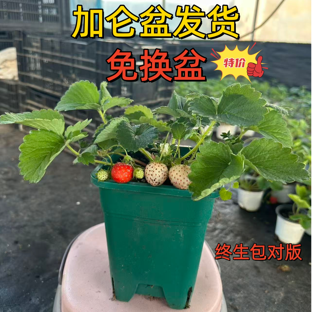【晴蕊萱大盆栽草莓秧苗】盆栽四季草莓树苗南方北方室内水果小型