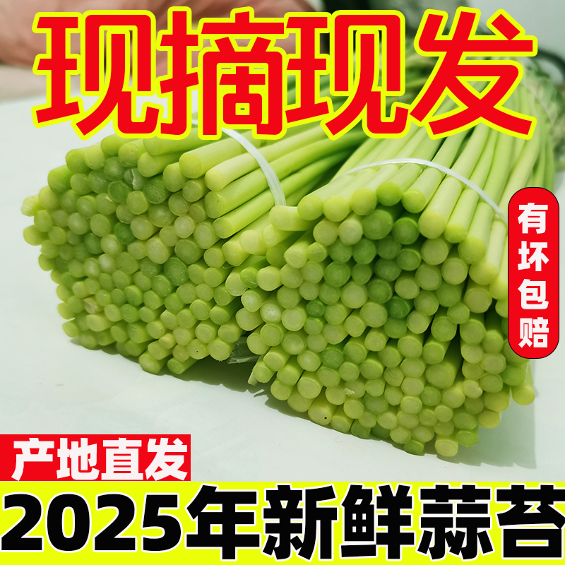 【要要专属】2025现摘新货新鲜蒜苔5斤蒜薹农家蒜毫自蒜心3斤装