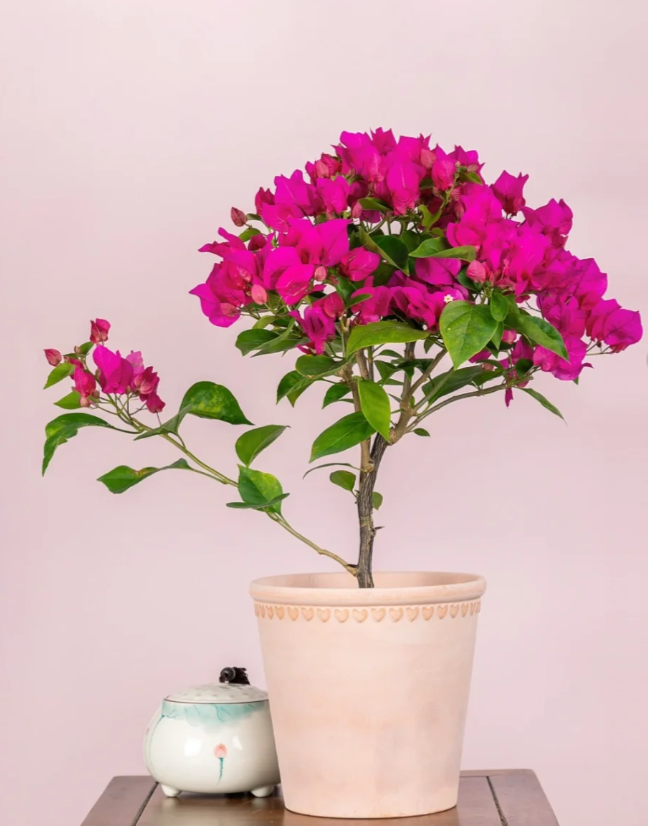 玫红 十肆月园艺三角梅袋苗绿植花卉