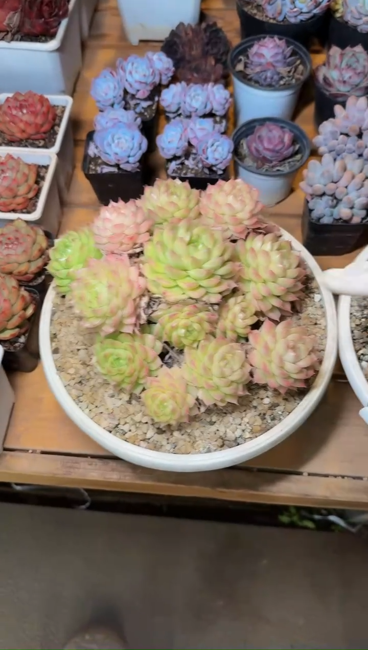 280#冰天鹅无砍群（16-18cm）带土球