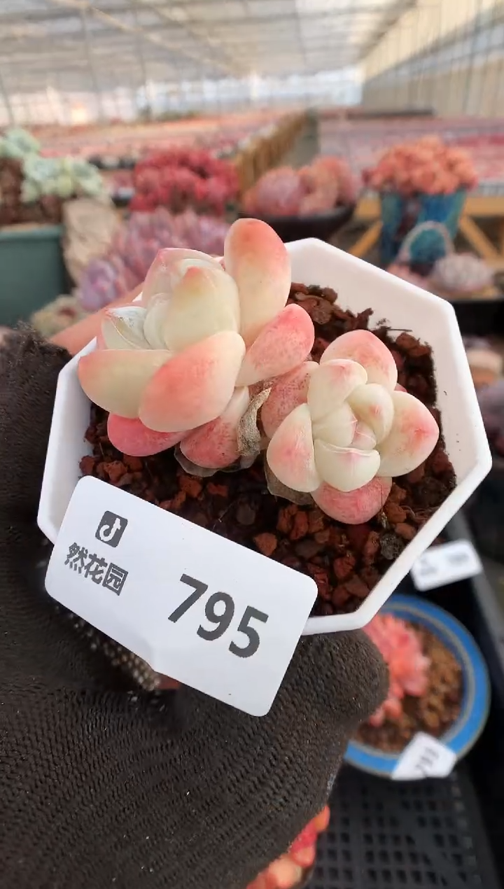 【闪购商品】795冰玉一物一拍