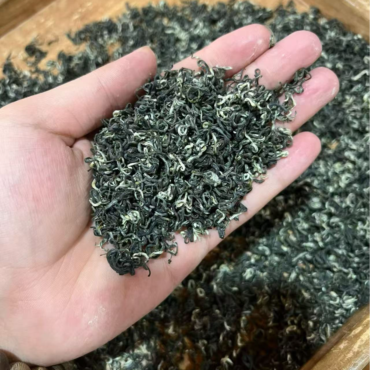 25早春嫩芽，蒙顶山碧螺春浓香板栗香型炒青绿茶袋装。