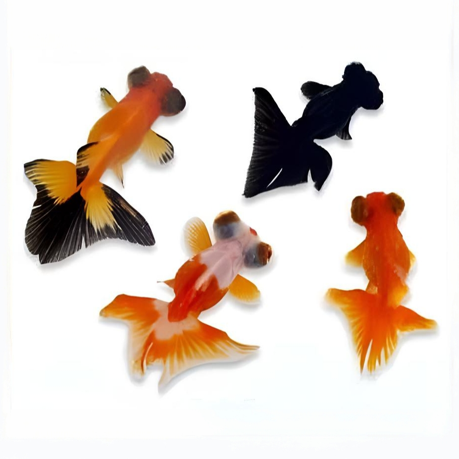 直播间精品蝶尾金鱼盲盒