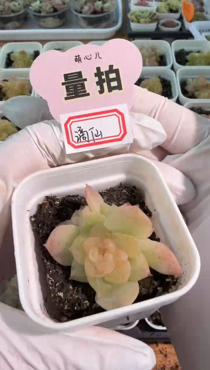 谪仙五方一盆 单双混 量拍混发