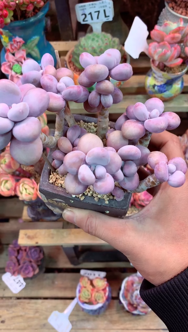 239L（一物一拍，精品多肉，所见即所得 ）