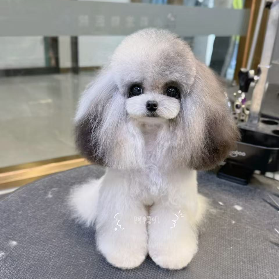 恩恩家teddy 宠物活体链接