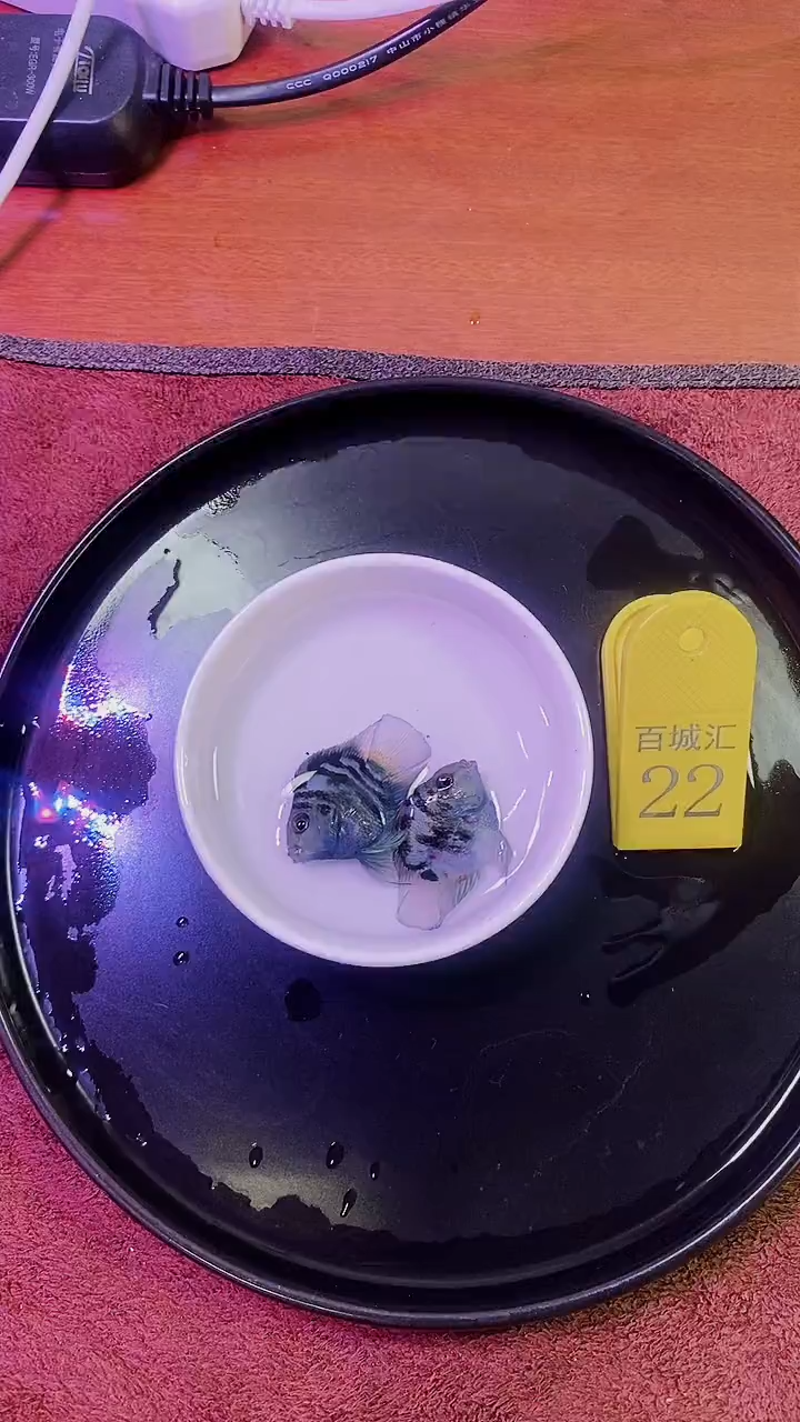 鹦鹉鱼1445454555555