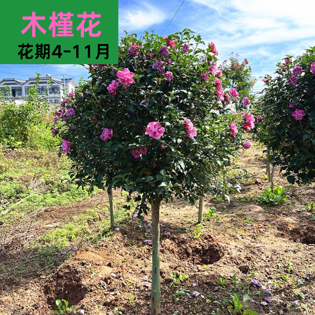 重瓣牡丹木槿花苗阳台庭院盆栽四季南北方可种耐寒耐热花期长
