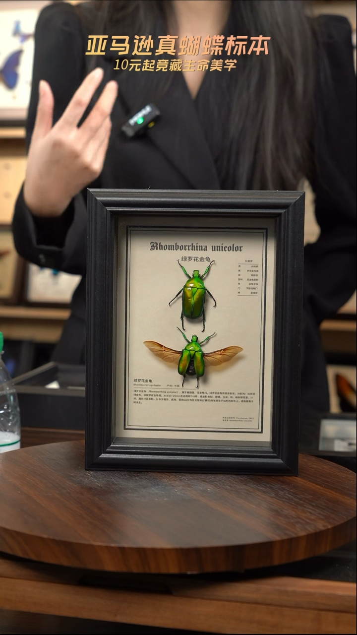 绿萝花金龟未展翅+展翅中文科普版