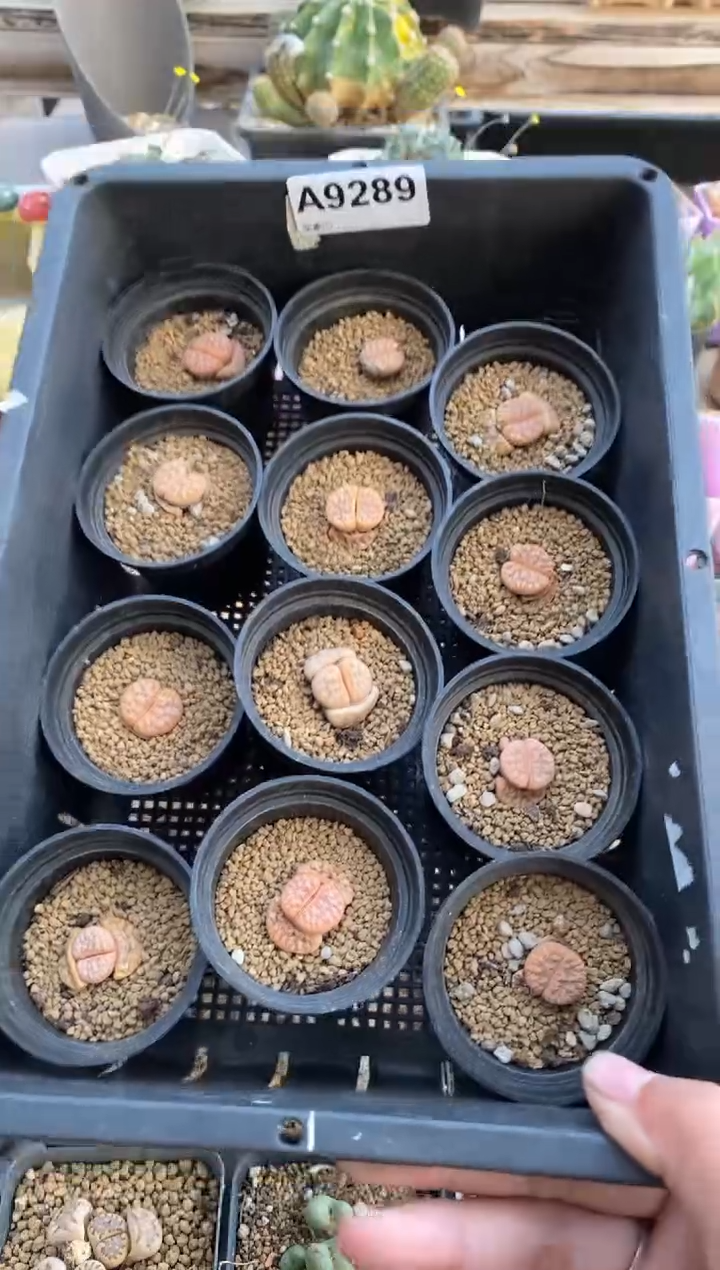 【闪购商品】9289直播一物一拍