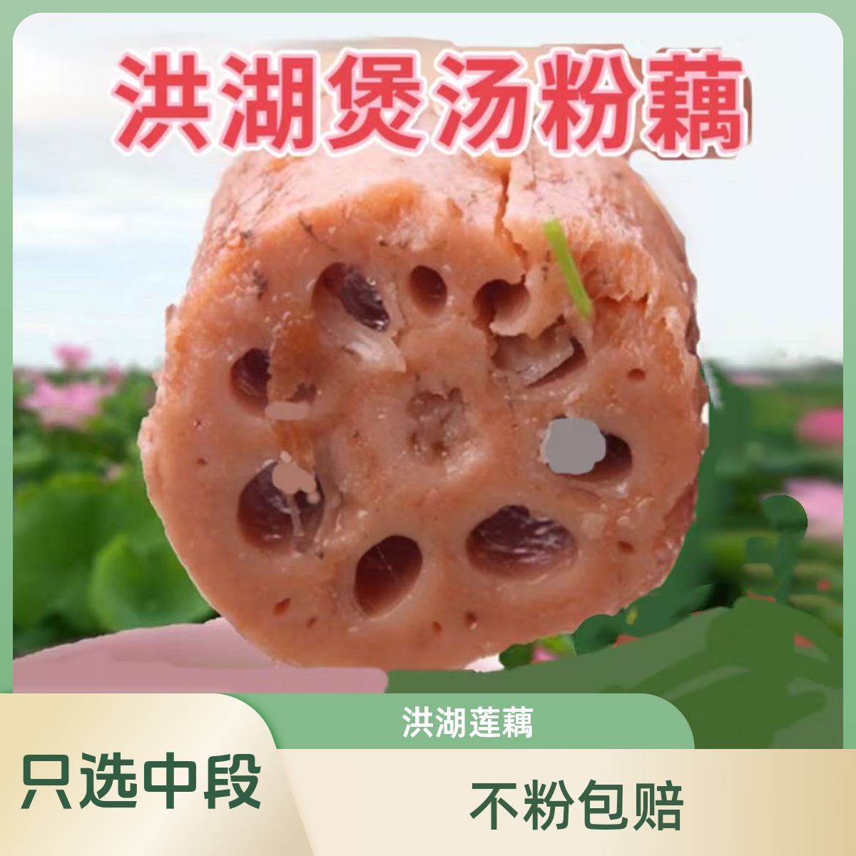 正宗湖北洪湖粉莲藕新鲜煲汤九孔莲藕现挖现发面藕粉藕3斤/5斤