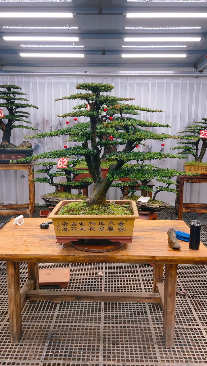 【闪购商品】紫砂精品盆景直播间一物一拍