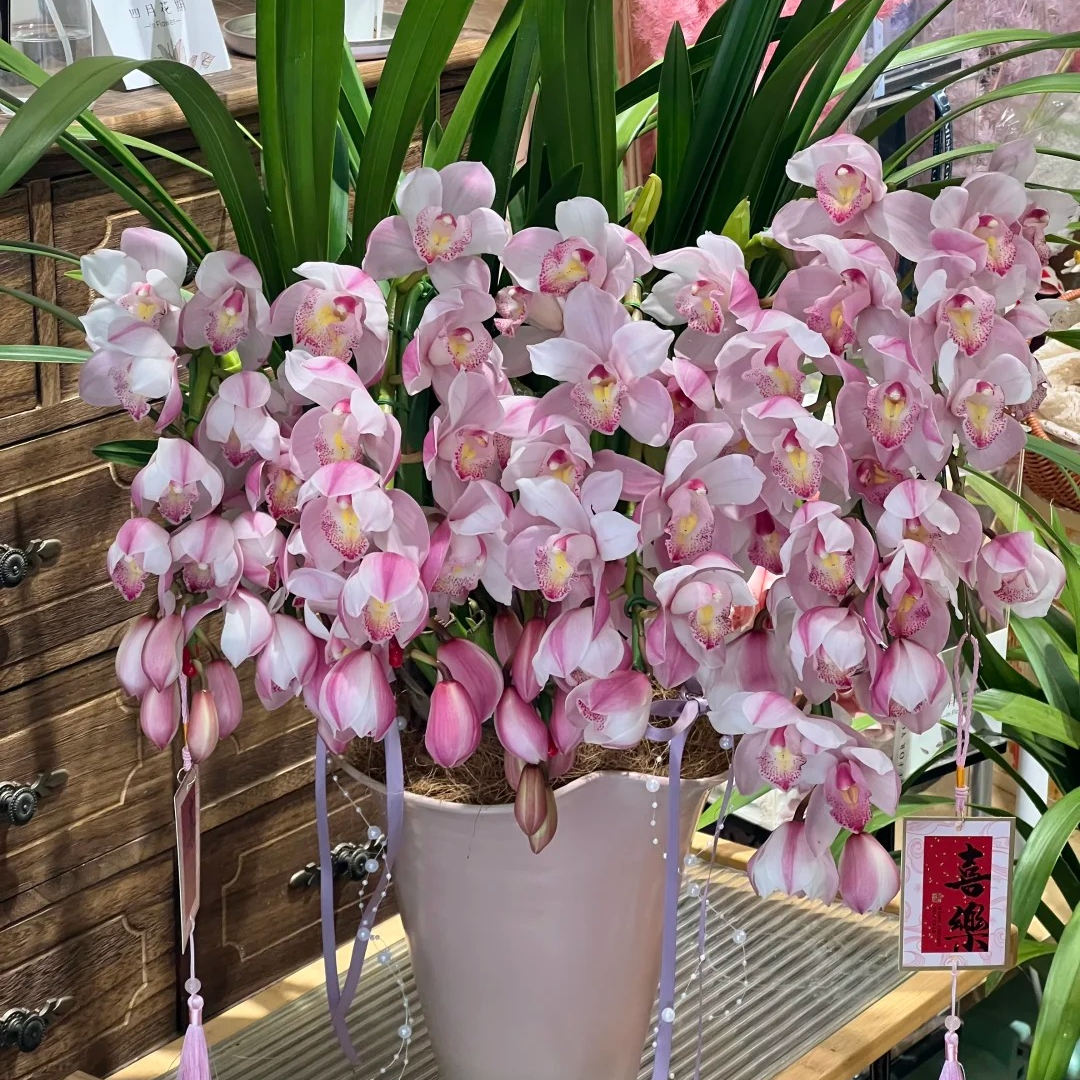 烛光拱兰 5枝剑 大花蕙兰 年宵花  花苞/半开花发货 210盆（211）