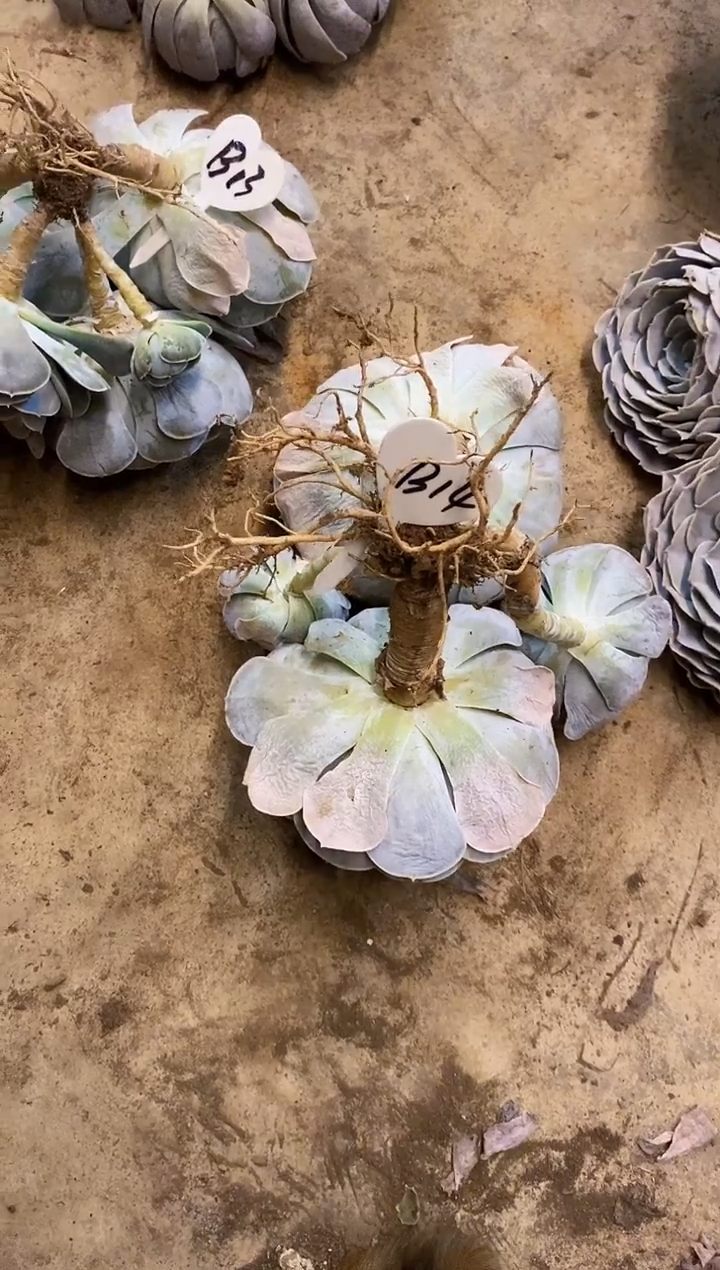 菜****?          B14号￥20