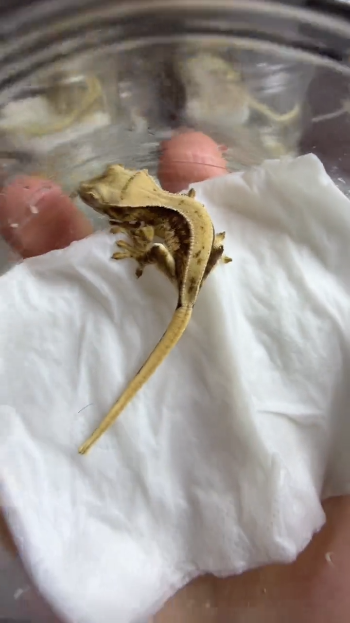睫角守宫捷角守宫莉莉白