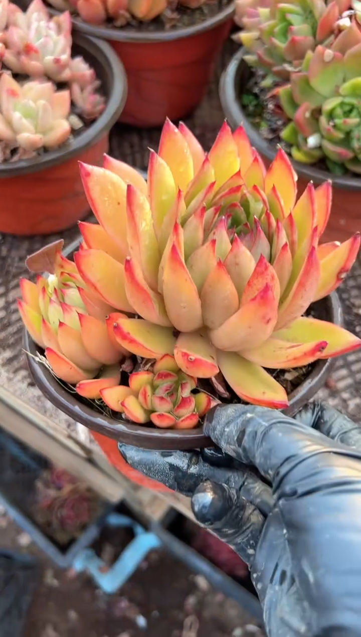 ?*静多肉植物一物一拍01437