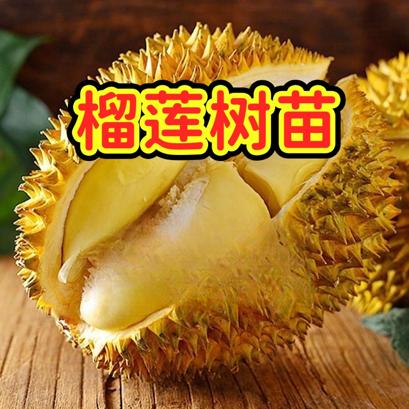 正宗榴莲树苗四季泰国金枕头猫山王盆栽地栽南方可种植S
