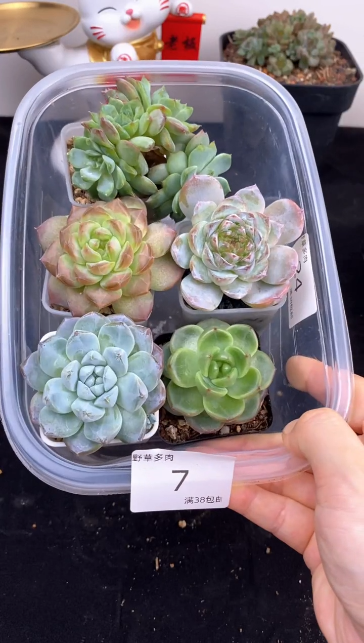 5棵一组一组包邮7号