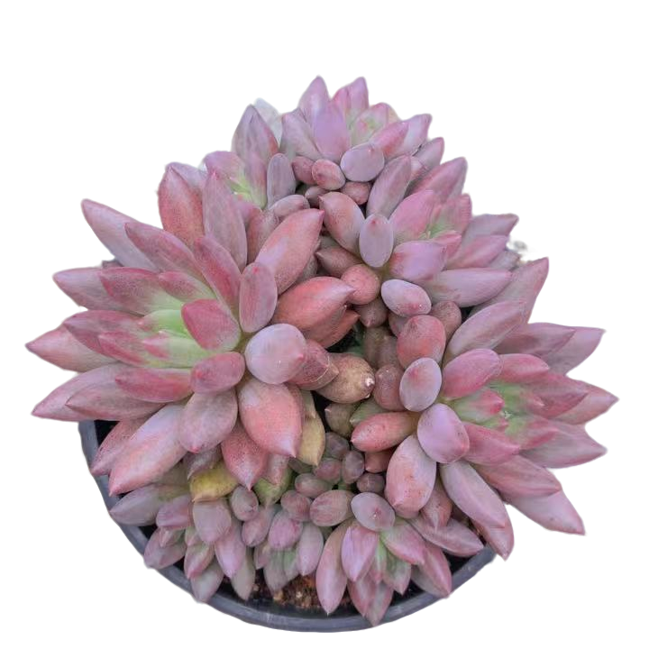 群生无砍水晶球(多肉植物)满19.9包邮 云南基地源头直发新手好养