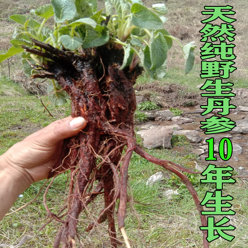 甘肃高原山货丹参 整条切块大小块都有250克包邮