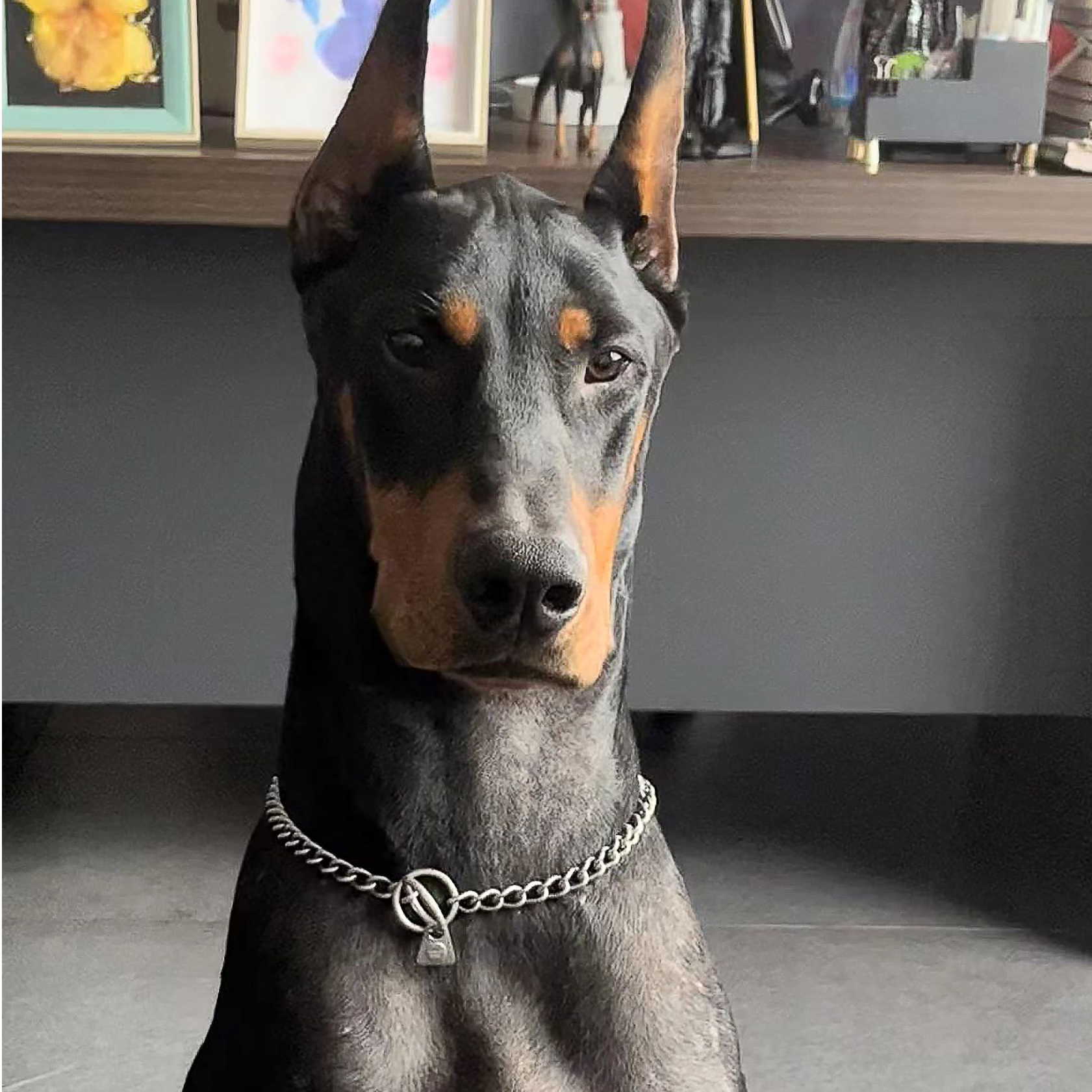 美杜鲨杜宾犬舍 杜宾犬 幼犬 全款