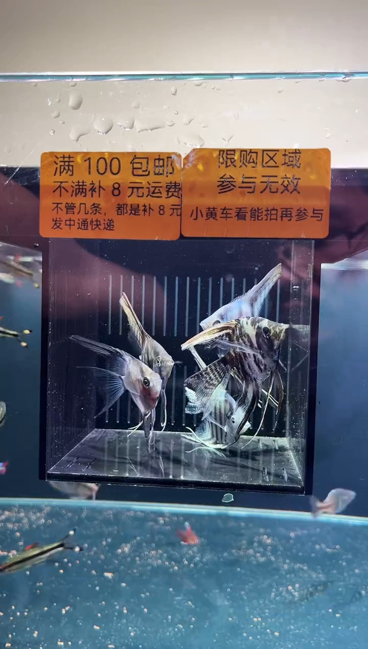 神仙鱼神仙鱼一物一拍