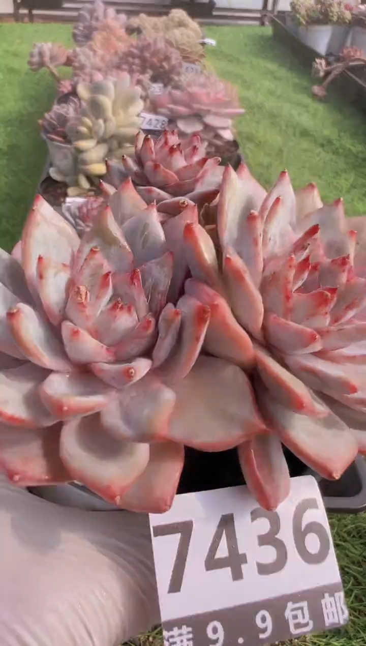 【闪购商品】信福多肉一物一拍