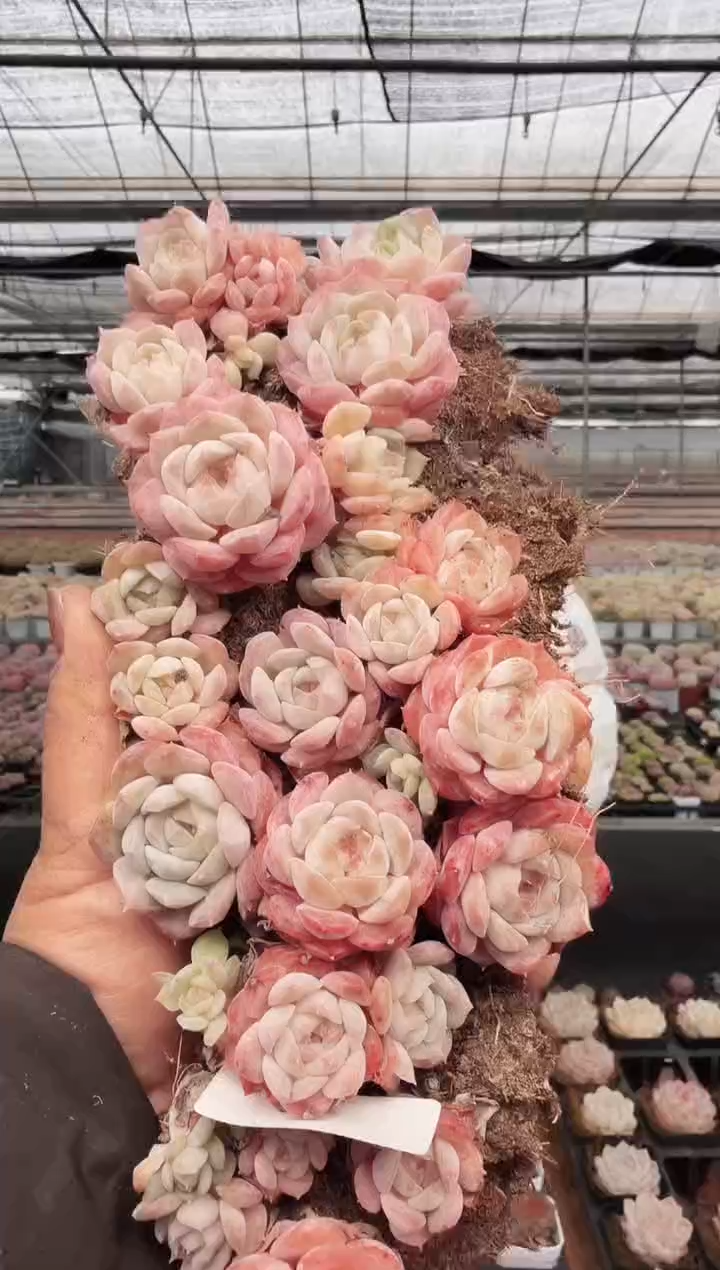 东云多肉园新款-192