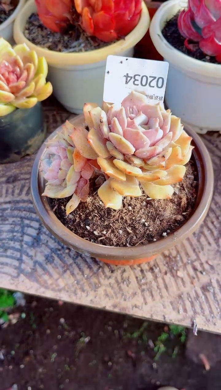 绿**沙跃跃精品多肉02034